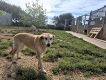 ELLEN, Hund, Mischlingshund in Italien - Bild 4