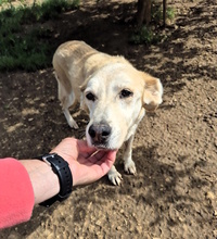 ELSA, Hund, Mischlingshund in Italien - Bild 4