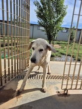 EROS, Hund, Mischlingshund in Italien - Bild 3