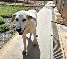 EROS, Hund, Mischlingshund in Italien - Bild 5