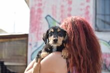 NANCY, Hund, Jagdhund-Mix in Griechenland - Bild 1