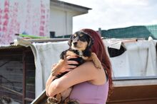 NANCY, Hund, Jagdhund-Mix in Griechenland - Bild 2