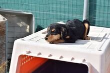 NANCY, Hund, Jagdhund-Mix in Griechenland - Bild 3