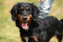 TOLKIEN, Hund, Mischlingshund in Ungarn - Bild 1