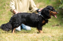 TOLKIEN, Hund, Mischlingshund in Ungarn - Bild 10