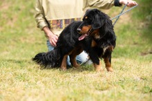 TOLKIEN, Hund, Mischlingshund in Ungarn - Bild 11