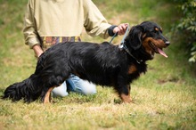 TOLKIEN, Hund, Mischlingshund in Ungarn - Bild 12