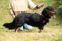 TOLKIEN, Hund, Mischlingshund in Ungarn - Bild 13