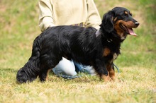 TOLKIEN, Hund, Mischlingshund in Ungarn - Bild 14