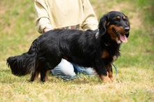 TOLKIEN, Hund, Mischlingshund in Ungarn - Bild 15