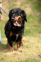 TOLKIEN, Hund, Mischlingshund in Ungarn - Bild 16