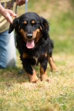 TOLKIEN, Hund, Mischlingshund in Ungarn - Bild 17
