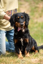 TOLKIEN, Hund, Mischlingshund in Ungarn - Bild 18