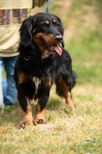 TOLKIEN, Hund, Mischlingshund in Ungarn - Bild 19