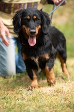 TOLKIEN, Hund, Mischlingshund in Ungarn - Bild 2