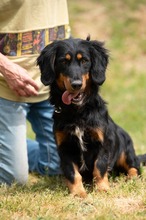 TOLKIEN, Hund, Mischlingshund in Ungarn - Bild 20