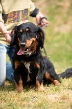 TOLKIEN, Hund, Mischlingshund in Ungarn - Bild 21