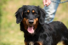 TOLKIEN, Hund, Mischlingshund in Ungarn - Bild 22