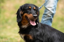 TOLKIEN, Hund, Mischlingshund in Ungarn - Bild 25