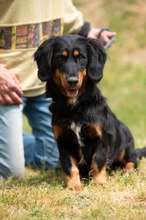 TOLKIEN, Hund, Mischlingshund in Ungarn - Bild 3