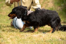 TOLKIEN, Hund, Mischlingshund in Ungarn - Bild 4