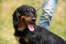 TOLKIEN, Hund, Mischlingshund in Ungarn - Bild 5