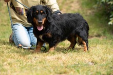 TOLKIEN, Hund, Mischlingshund in Ungarn - Bild 6