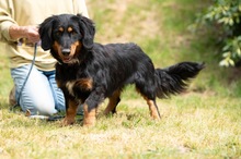 TOLKIEN, Hund, Mischlingshund in Ungarn - Bild 7