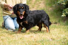 TOLKIEN, Hund, Mischlingshund in Ungarn - Bild 8