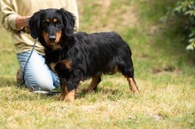 TOLKIEN, Hund, Mischlingshund in Ungarn - Bild 9