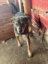 BUBBLES, Hund, Mischlingshund in Rumänien - Bild 1