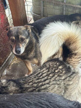 BUBBLES, Hund, Mischlingshund in Rumänien - Bild 2