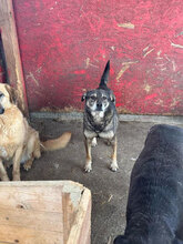 BUBBLES, Hund, Mischlingshund in Rumänien - Bild 3