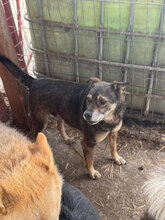BUBBLES, Hund, Mischlingshund in Rumänien - Bild 5