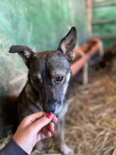 BUBBLES, Hund, Mischlingshund in Rumänien - Bild 6