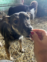 BUBBLES, Hund, Mischlingshund in Rumänien - Bild 7