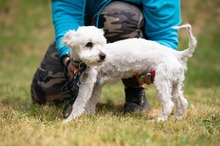 NYKO, Hund, Malteser in Ungarn - Bild 1