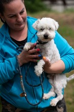 NYKO, Hund, Malteser in Ungarn - Bild 10