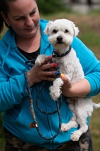 NYKO, Hund, Malteser in Ungarn - Bild 11