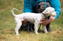 NYKO, Hund, Malteser in Ungarn - Bild 12