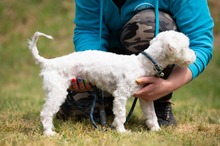 NYKO, Hund, Malteser in Ungarn - Bild 13