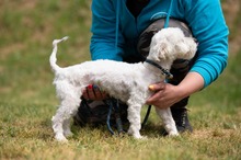 NYKO, Hund, Malteser in Ungarn - Bild 14
