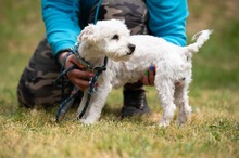 NYKO, Hund, Malteser in Ungarn - Bild 15