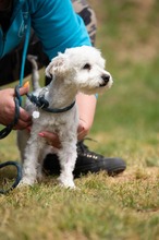 NYKO, Hund, Malteser in Ungarn - Bild 16
