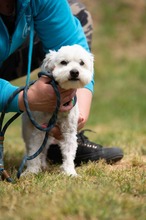 NYKO, Hund, Malteser in Ungarn - Bild 17