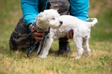 NYKO, Hund, Malteser in Ungarn - Bild 18