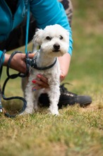 NYKO, Hund, Malteser in Ungarn - Bild 19