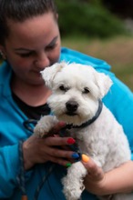 NYKO, Hund, Malteser in Ungarn - Bild 4
