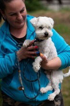 NYKO, Hund, Malteser in Ungarn - Bild 5