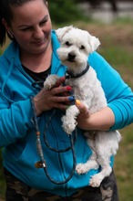 NYKO, Hund, Malteser in Ungarn - Bild 6